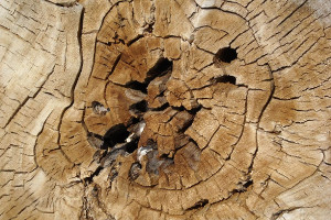 Il movimento “Legno”